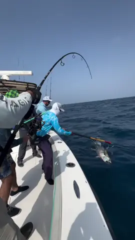 Better hold on tight… Yellowfin Tuna let’s the last laugh on this fight. Credit to @topwater_tales for the insane video. . . . . . . . . . . . #BDOutdoors #bdoutdoorsdotcom #bloodydecks #offshorefishing #socal #fisherman #anglers #yellowfin #tuna #yellowfintuna #tunafishing #ahi