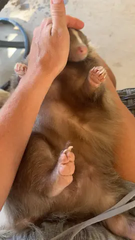 Lefty loves his belly scritches🥰🦨