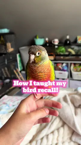 How I taught my Stevie how to recall! This is so helpful in dangerous situations and should be taught to all free flighted birds imo!  #bird #conure #gcc #freeflight #recall #greencheekconure #pet 