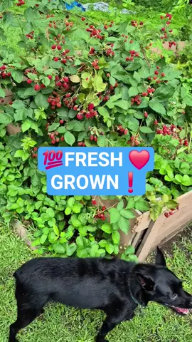 👀FRESH❤️GROWN ❗️😋💯 #Love#growth #fyp #viral #fypシ #foryou #fypシ゚viral #dog #blackberries #apple #beans #snaps