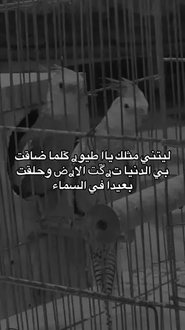 #اقتباسات📝 #عنجد #مالي_خلق_احط_هاشتاقات 