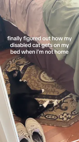 grendel may be wobbly but he is also determined #wobblycat #foryou #fyp #catsoftiktok #cat 