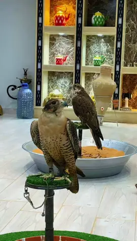 #مالي_خلق_احط_هاشتاقات🧢🤍  #اذكروالله_ماشاء_الله 