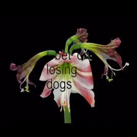 i wanna feel it #floweredit #flowers #mecore #me #losingdogs #mitski #edit #viral #foryourpage #fyp 