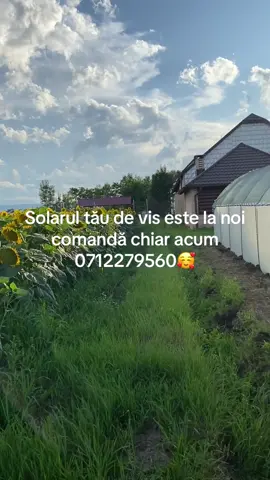 🌿 Vrei o seră solidă, făcută exact pe nevoile tale? 🔧 Solarex Sere Suceava – specialiști în sere agricole la cheie! ✅ Țeavă neagră sau zincată ✅ Folie UV albă sau verde ✅ Dimensiuni personalizate ✅ Montaj profesional ✅ TRANSPORT GRATUIT în toată țara! ✅ Ne deplasăm oriunde în România! 🎯 Sere ideale pentru legume, flori, răsaduri sau producție mixtă. 💰 Prețuri accesibile + calitate garantată! 📞 Comandă ACUM la 0712 279 560 📍 Cu Solarex, serios în construcții – profitabil în agricultură!