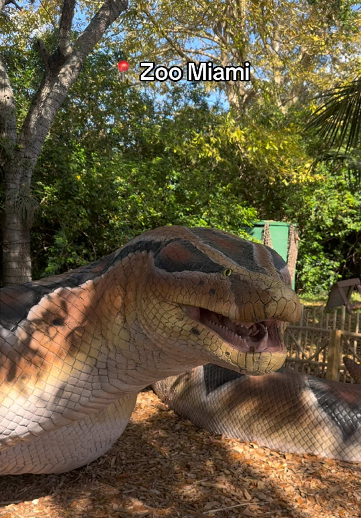 Titanoboa at the Miami Zoo :o
‌
‌ #Miami #zoomiami #snakes #fyp #titanoboa 