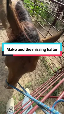Easy has lost her brand new foal halter and I’m pretty sure Mako had something to do with it’s removal. Baby horses.  #farmlife #farmanimals #barrelhorse 