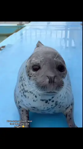 Ahhhhh so stinking cute i’m dying #fyp #f #seals #sillyseal 