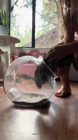 It’s that time again! Chinchilla bath time! #dustbath #chinchillas #chinchillasoftiktok #bath #clean #gizmo