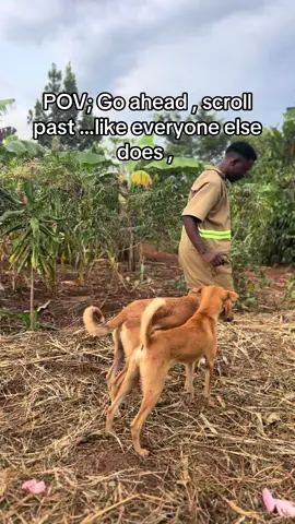 Please help donate for food provisions via the Gofundme link in bio . #ssenyonjogodfreydogsrescue #animalsoftiktok #fyp 