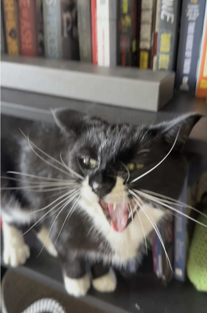 definitely recommend #bookrecs #booktol 