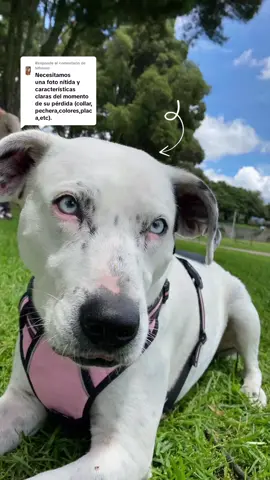 Respuesta a @lufesaroestamos buscando a Alaska #perroperdido #bosa 