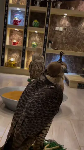 #هواجيس #هاشتاق_اليوم #شعر #قصيد #كلام #حزين #شيلات 