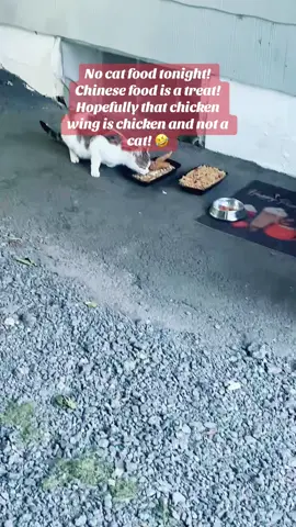 Do they really eat cats in china? #chinesefood #cat #omg #question 