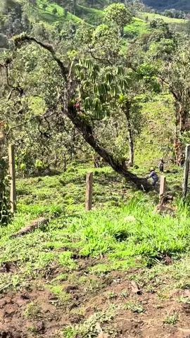 Cutting a partly dead crocked Tree For Firewood #🪵 #offgrid #homestead #firewood #oldtree 