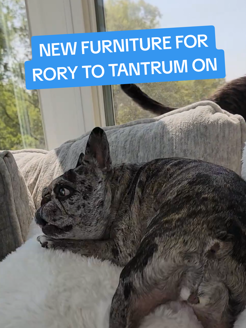 I give the new furniture about 3 months before it's destroyed... and that's probably a generous estimate 😅 #newfurniture #homedecor #frenchie #dogcouch #FortRory 