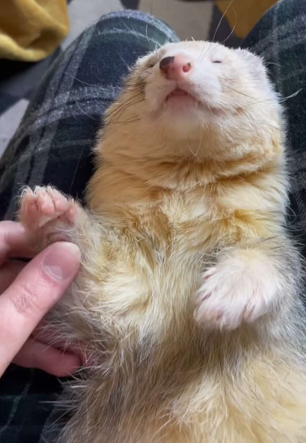 The ears 🥹 #ferrets #ferretsoftiktok #ferrettiktok #ferretvideos #ferret #ferretsareawesome #hyunjin 