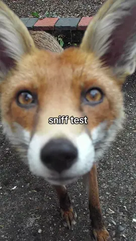 tales always tells the truth😅 #foxes #animals #wildlife #foxesoftiktok #fox #animal #undertale 
