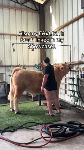 His hair is growing back so fast!#fyp #viral #foryoupage #cowsoftiktok #showcattle #showcows #steersoftiktok #livestock #cattle #stockshowkids #stockshowlife #tiktokshop #cows 