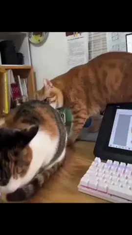 Cat gets OWNED