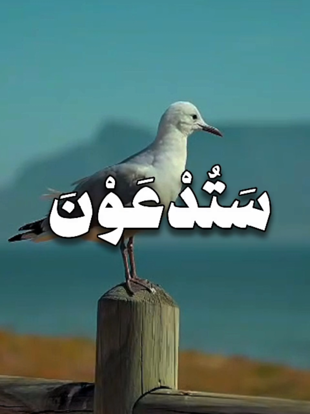 قُل لِّلْمُخَلَّفِينَ مِنَ الْأَعْرَابِ سَتُدْعَوْنَ إِلَىٰ قَوْمٍ أُولِي بَأْسٍ شَدِيدٍ تُقَاتِلُونَهُمْ أَوْ يُسْلِمُونَ .  .  .  #محمد_ايوب_رحمه_الله #قران #quran 