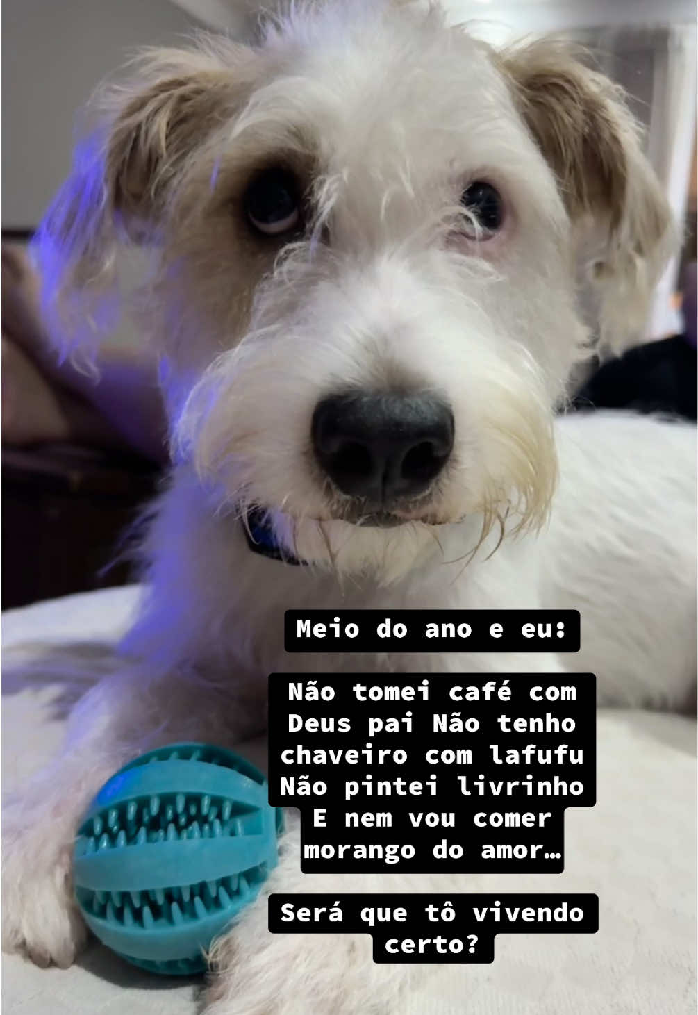 #humor #mypets #amocachorros #viralvideos #cachorros #dogs 