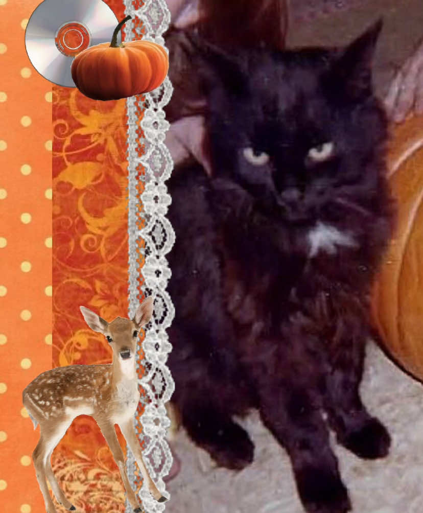 i miss fall #moodboard #pintrest #edit #fall #aesthetic #fyp #targetaudience 