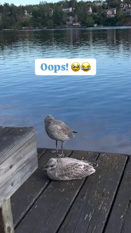 #whoops #funny #amusing #seagulls #oops #funnybirds #funnyseagulls   seagulls are always amusing to film lol  I gotta post my pics & vids when I caught seagull with my hands. I gotta find it but will repost it soon. I posted a video a long time ago about me catching one.