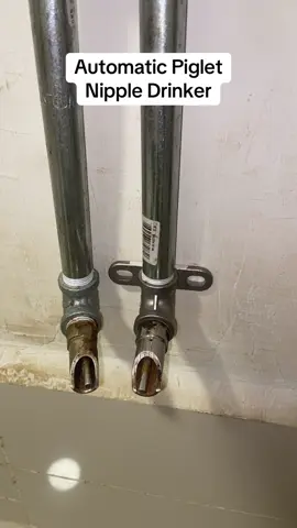 Napaka importante ng tubig sating mga biik dahil mainit ang katawan nila. #automaticdrinker  #pigdrinker  #drinker  #pig  #piggery  #farm  #fypシ  #fyp  #tiktokphilippines  #janjanni 