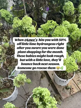 I walked into @Lowe’s with no cart, no plan, just vibes and stumbled into what can only be described as a little lime hydrangea graveyard. Dozens of them were lined up looking a little sad, all marked 50% off. My plant lover heart almost couldn’t take it. They may be a little crispy right now, but with some pruning, water, and patience, they could thrive by next spring. The only problem? I already spent all my birthday plant money. So now I’m just standing here trying to convince myself I don’t need one more hydrangea... even though we both know I do. Someone please come rescue them before I cave. #lowesfinds #plantgraveyard #hydrangeaclearance #littlelimehydrangea #gardeningtiktok #plantloverproblems #plantrescue