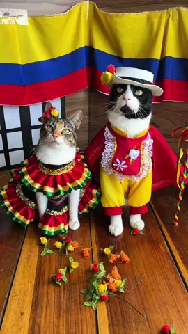 Colombia 🇨🇴 20 Julio #cat