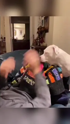 Dogs playing with their owners 🐕#Dog #funnyvideos #fyp #usa #funnyanimals 