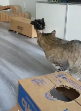 No cat can resist the temptation of a box #cat #funnycat #cats #funnyvideos #fyp 