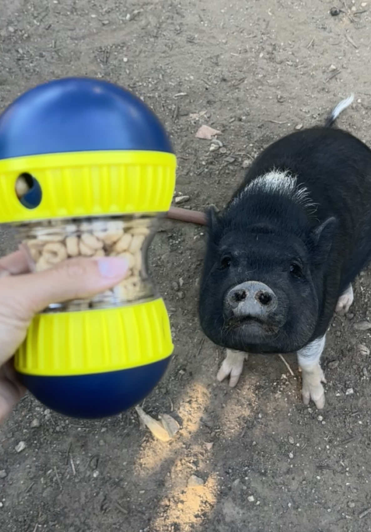 Someone bought Mango a toy off of her wishlist 🥹🩷 Her first time trying Cheerios too. Thank you (they wished to remain anonymous) #pigsoftiktok #piggy #petlover #foryou 