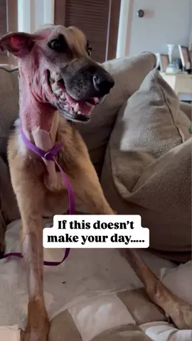 Just finally seeing some playfulness, and it’s the best feeling. Y’all should get to see it too. 🥰 #JusticeForCane #CaneStrong #MiraclesHappen #dogs #dogsofinstagram #rescue #animalrescue 