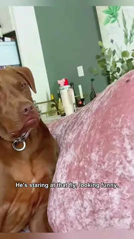 The peculiar expression of a dog.  #dog #fyp #foryou #funnyanimals #funnyvideo #fpy #america 