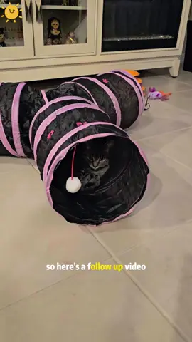Love's cabin Cat Tunnel Tube Toys 3 Way Collapsible, Cat Tunnels for Indoor Cats，Kitten Tunnel Bored Pet Play Tunnel with Peek Hole Toy Ball for Kitty, Kitten, Rabbit, Puppy Blue#fyp #cats #cattunnel #catzoomies #catplaying #catsoftiktok #cattoy 