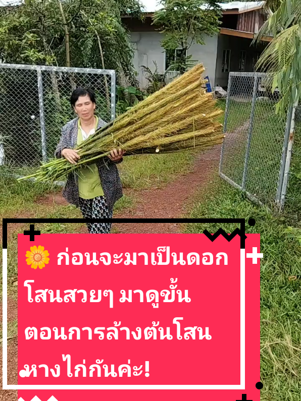 🌼 ก่อนจะมาเป็นดอกโสนสวยๆ มาดูขั้นตอนการล้างต้นโสนหางไก่กันค่ะ! 🌿#พี่บุ๋มญาดาสอนสร้างตัวตนทํารีวิวทุกชนิด #🌼 มาถึงปราจีนบุรีแล้วจ้า! ต้นโสนหางไก่พร้อมส่งต่อถึงบ้าน กรด💛 นำทีมโดยพี่ปุ้ม กำนัน และพี่บุ๋ม 🌿#พี่บุ๋มญาดาสอนสร้างตัวตนทํารีวิวทุกชนิด #พี่ปุ้มบ้านกรด #ดอกโสนหางไก่   #อยุธยาปราจีน   #ชุมชนบ้านกรด   #การเดินทางของดอกโสน   #ต้นโสนห่างไกล   #ประดิษฐ์ดอกไม้   #พี่ปุ้มกำนันพี่บุ๋ม   #ส่งต่อความงาม   #โครงการพัฒนาดอกโสน   #ปลูกต้นไม้ปลูกใจ 
