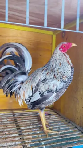 Bullik puti🔥 #vyppppppppppppppppppppppppppppppp #vypシ✌️❤️ #ayamimportfilipin🇵🇭 #limbizkit_line🇨🇿😇 #bostonrh🇵🇭 