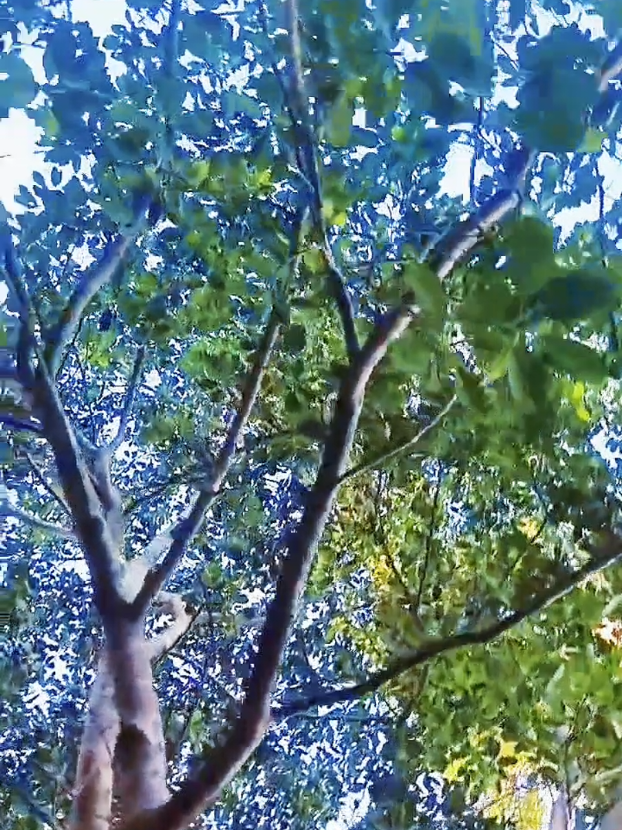 VODOUN NOTRE IDENTITÉ  #vodounbeninculture🇧🇯🇧🇯🇧🇯 #spirituality #culture NUMÉRO WHATSAPP +229 61957188 