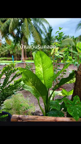 #วิถีชาวสวน #ลูกชาวสวน 