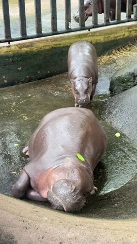 แม่โจวน่าเป็นลมอีกแล้ววว😂 #ฮิปโปฯ #หมูเด้ง #Moodeng #ดูอะไรดี #duaraideekk 