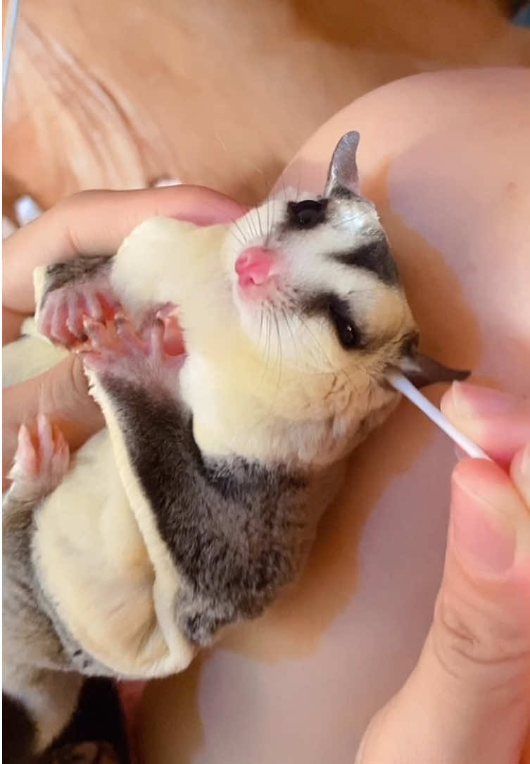 🥰🥰🥰 #lala #sugarglider #kesayanganku #peliharaanlucu #kesayangan #peliharaan #❤️ 
