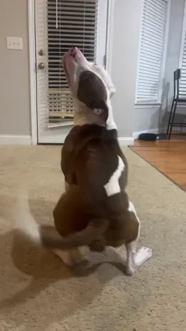 Dancing dogs who This 