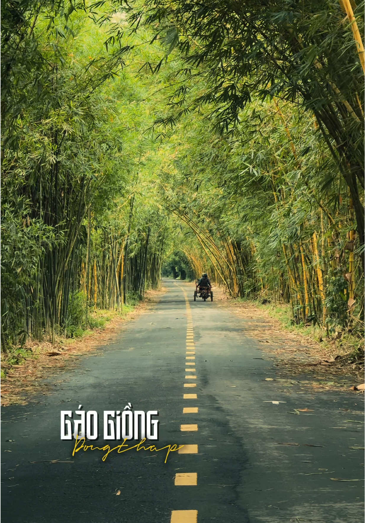 Khám phá con đường hai hàng tre dài nhất Việt Nam (hơn 6km), cuối video mình có chỉ đường đến nha 🥰