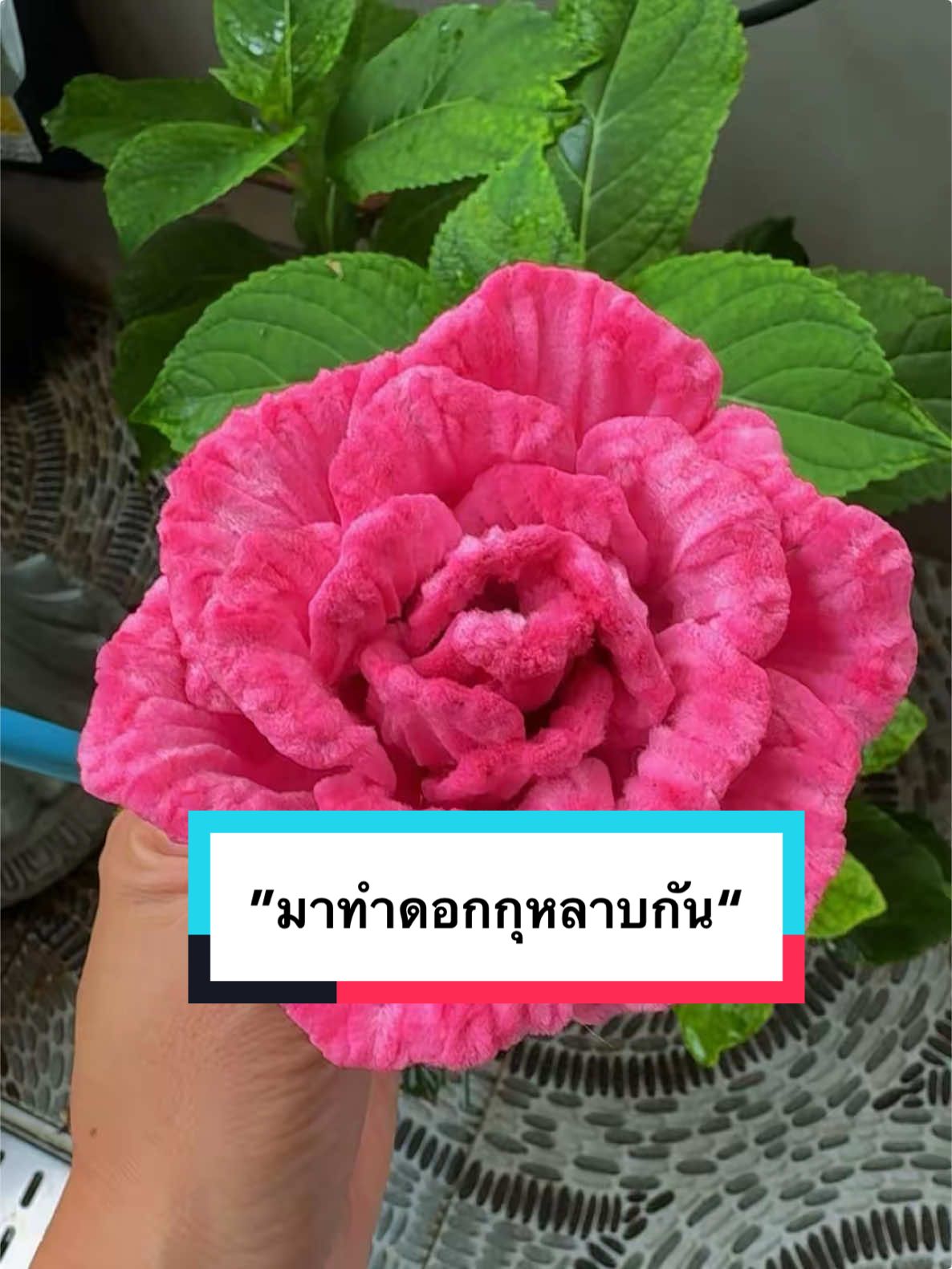 #กุหลาบ #ลวดกํามะหยี่ขนฟูนุ่ม #ของขวัญให้แฟน #กุหลาบลวดกํามะหยี่ #กุหลาบชมพู #ดอกกุหลาบลวดกํามะหยี่ 