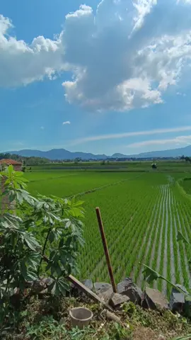 #katakata #katakatalucu  #wastoryvideo #bahasasundalucu #foryou #pesawahan #kampung 