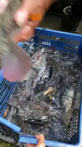 melayani ecer maupun jumlah bnyak bosq lngsung cuss order dm 🙌🏻#pengusahamuda #fyp #ikan #lumajang #perikanan #viralvideo #fypシ゚ #viraltiktok #capcuttutorial #bakoliwak #bismillah #nila #budidayaikan #candipuro #xyzabc #bosmuda 