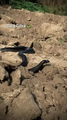 #black #cobra #🐍 