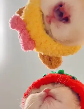 cute 🥰 #cats #cat #cute #fyp 